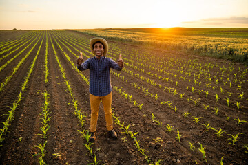 African farmer is standing in his growing corn field. He is satisfied with progress of plants.