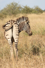 Steppenzebra / Burchell's zebra / Equus quagga burchellii.