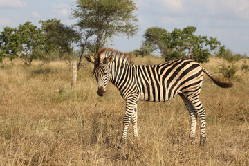 Steppenzebra / Burchell's zebra / Equus quagga burchellii.
