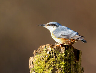 Small Nuthatch blue bird perched on a lush moss-covered log