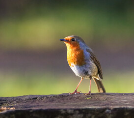 Small Robin bird perched on tree branch against blurred backdrop