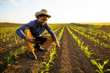 African farmer is examining corn field. He is satisfied with progress of plants.