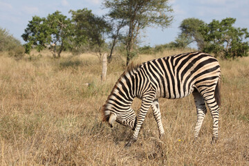 Steppenzebra / Burchell's zebra / Equus quagga burchellii.
