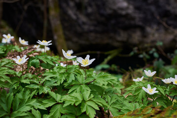 Anemonoides nemorosa, the wood anemone, windflower  in Nera Beusnita National Park