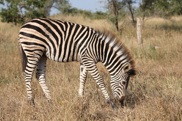 Steppenzebra / Burchell's zebra / Equus quagga burchellii.