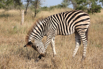Steppenzebra / Burchell's zebra / Equus quagga burchellii.