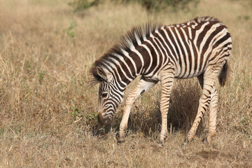 Steppenzebra / Burchell's zebra / Equus quagga burchellii.