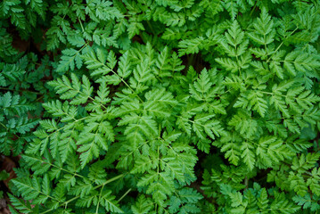 Myrrhis odorata, cicely, sweet cicely, myrrh, garden myrrh, and sweet chervil in Nera Beusnita...