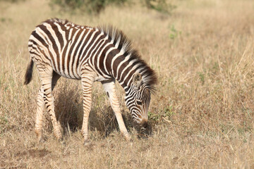 Steppenzebra / Burchell's zebra / Equus quagga burchellii.