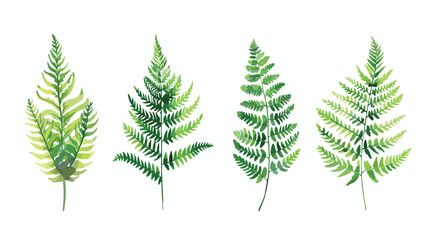 Fern realistic Four . Hand drawn sprouts frond leaves