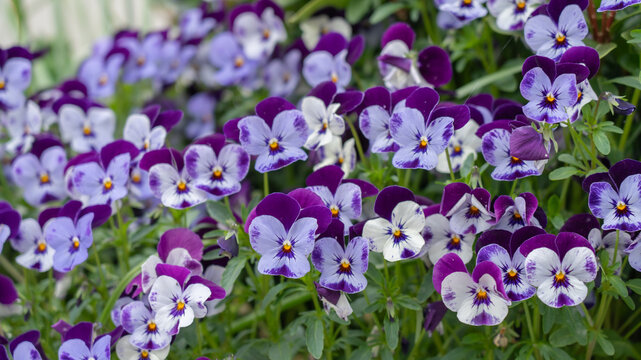 purple flowers in the garden, wild pancy