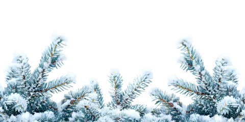 christmas tree branches with snow