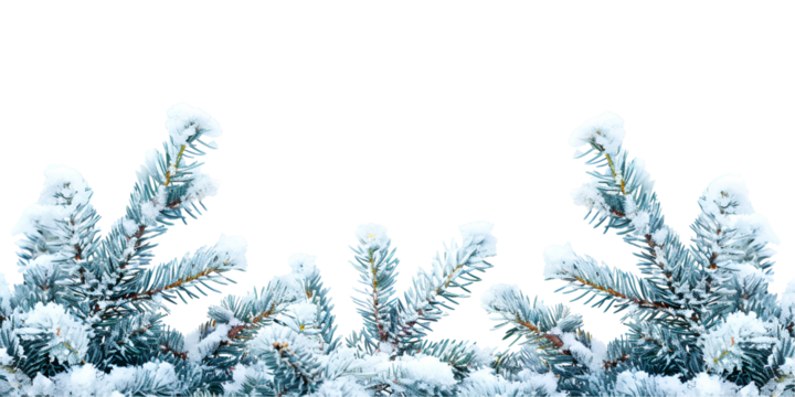 christmas tree branches with snow
