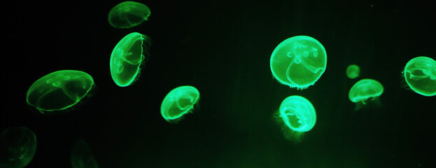 panoramic photo of a group of green jellyfish floating in the dark