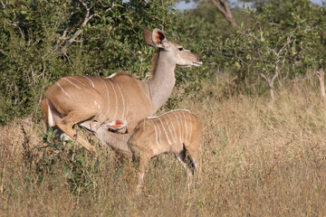 Großer Kudu / Greater kudu / Tragelaphus strepsiceros.