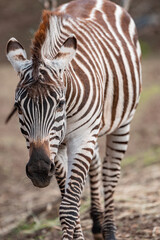 Naklejka premium Zebra strolling on a dirt field.