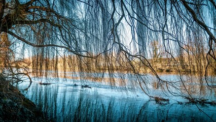 Scenic view of a lake surrounded by bare trees in a park