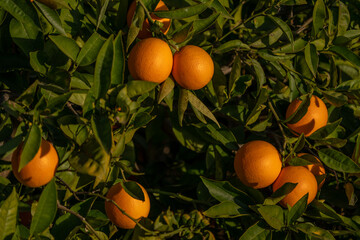 Oranges adorned on a tree branch with lush green foliage.