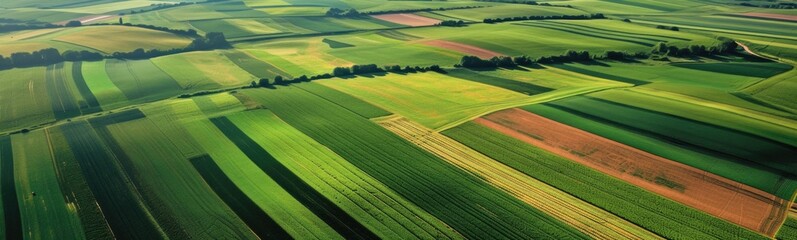 Fototapeta premium Aerial view of a field with trees and fields in the distance