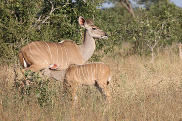 Großer Kudu / Greater kudu / Tragelaphus strepsiceros.