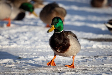 Solitary duck gracefully strolls through a snowy landscape, leading a group of fellow ducks