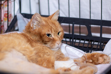 A fawncolored cat with whiskers is lying in a cage, gazing at the camera