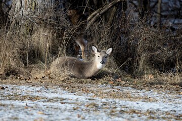 Mule resting amidst winter snow, surrounded by trees and shrubs