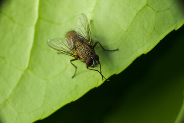 Macro shot of a regular fly on a vibrant green leaf