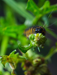 Macro shot of a black and yellow caterpillar