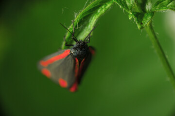 Macro shot of a black and red butterfly sitting on a leaf