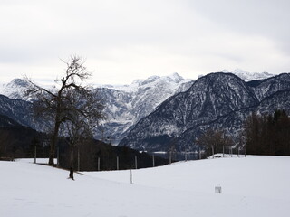 Solitary tree amidst snowy landscape in the World Heritage region of Hallstatt Dachstein