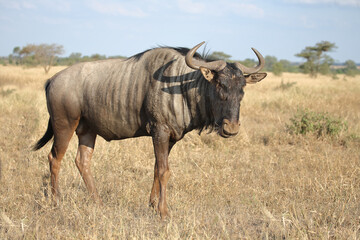 Streifengnu / Blue wildebeest / Connochaetes taurinus