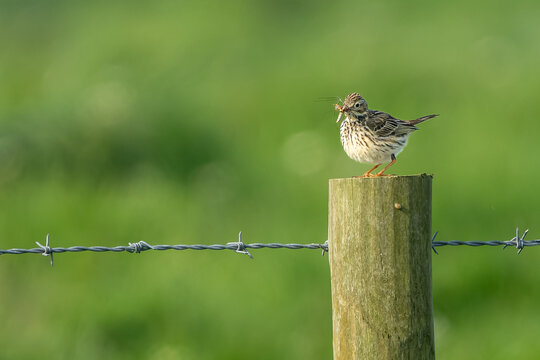 Skylark with daddy long leg in it beak