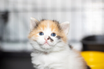 Scottish fold calico kitten with blue eyes gazing at the camera