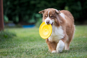 
Australian shepherd dog walking with a frisbee in his mouth in a natural environment
