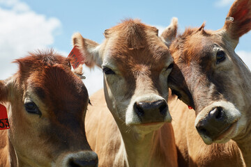 Cattle, agriculture and cows on farm with sustainable livestock for dairy production in summer....