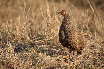 Swainsonfrankolin / Swainson's francolin or Swainson's spurfowl / Francolinus swainsonii.