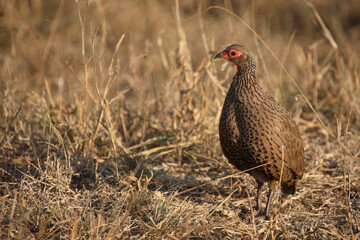 Swainsonfrankolin / Swainson's francolin or Swainson's spurfowl / Francolinus swainsonii.