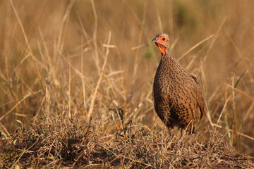 Swainsonfrankolin / Swainson's francolin or Swainson's spurfowl / Francolinus swainsonii.