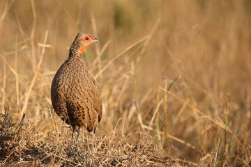 Swainsonfrankolin / Swainson's francolin or Swainson's spurfowl / Francolinus swainsonii.