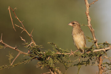 Blutschnabelweber / Red-billed quelea or Red-billed weaver / Quelea quelea