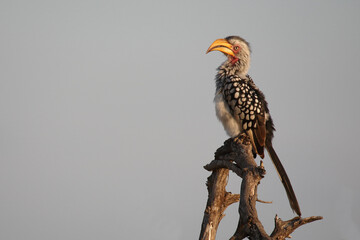 Südlicher Gelbschnabeltoko / Southern yellow-billed hornbill / Tockus leucomelas
