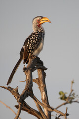 Südlicher Gelbschnabeltoko / Southern yellow-billed hornbill / Tockus leucomelas