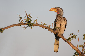 Südlicher Gelbschnabeltoko / Southern yellow-billed hornbill / Tockus leucomelas