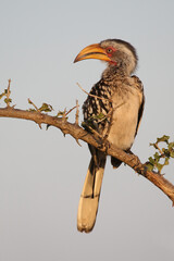 Südlicher Gelbschnabeltoko / Southern yellow-billed hornbill / Tockus leucomelas