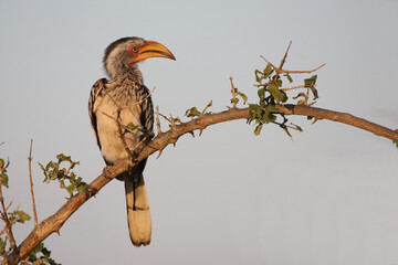 Südlicher Gelbschnabeltoko / Southern yellow-billed hornbill / Tockus leucomelas