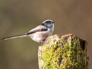 Long tailed tit bird perched on a moss-covered tree stump