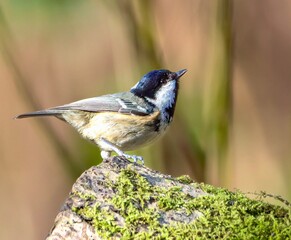 Long tailed tit bird perched on rock outdoors