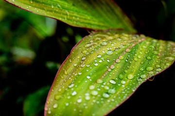 Fresh Cordyline fruticosa leaves covered in raindrops