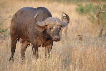 Obraz premium Kaffernbüffel / African buffalo / Syncerus caffer